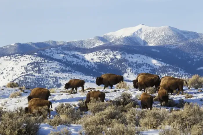 Framed Print : Bison Herd, Yellowstone National Park