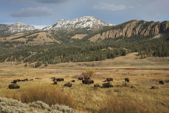 Framed Print : Bison in Lamar Valley, Yellowstone National Park Framed Print : Bison in Lamar Valley, Yellowstone National Park