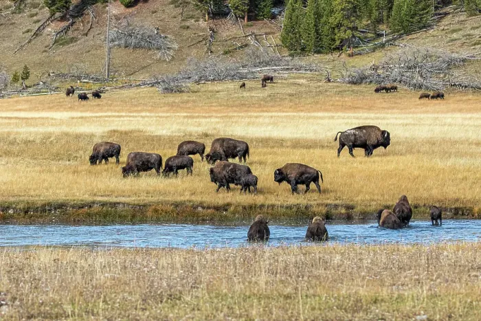 Framed Print : Bison make their way across Fairy Creek in Yellowstone National Park Framed Print : Bison make their way across Fairy Creek in Yellowstone National Park