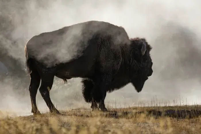 Framed Print : Bison in mist, Upper Geyser Basin near Old Faithful, Yellowstone National Park