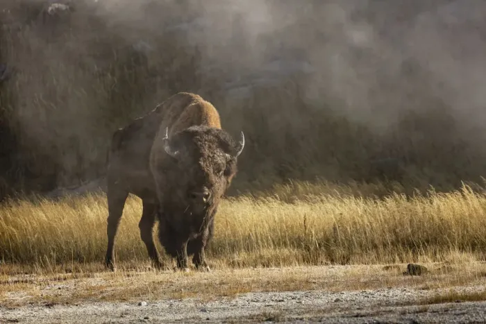 Framed Print : Bison in mist, Upper Geyser Basin near Old Faithful, Yellowstone National Park