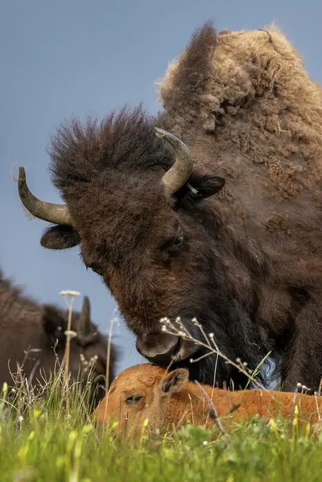 Framed Print : Bison mother with newborn calf at the National Bison Range in Moiese, Montana, USA. (Editorial Use Only) Framed Print : Bison mother with newborn calf at the National Bison Range in Moiese, Montana, USA. (Editorial Use Only)
