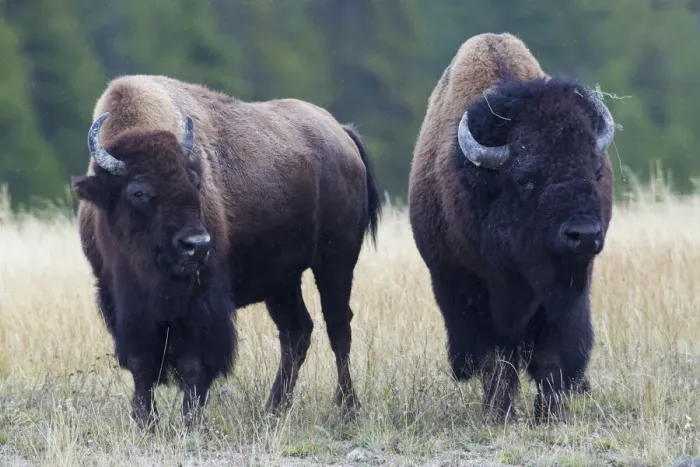 Framed Print : Bison Pair Framed Print : Bison Pair