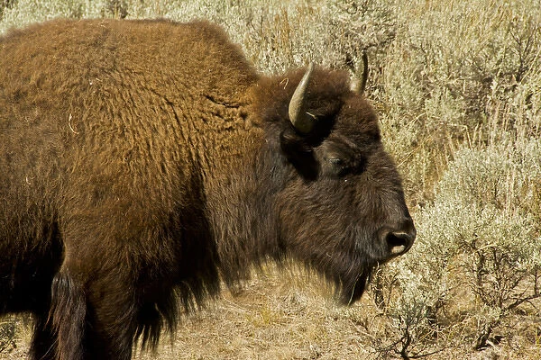 bison profile, Lamar Valley, Yellowstone National Park, Wyoming, USA
