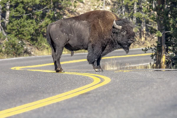 Bison on road. Yellowstone National Park Wyoming