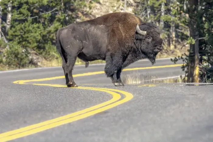 Framed Print : Bison on road. Yellowstone National Park Wyoming Framed Print : Bison on road. Yellowstone National Park Wyoming