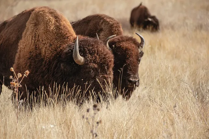 Framed Print : Bison at Rocky Mountain Arsenal in Colorado Framed Print : Bison at Rocky Mountain Arsenal in Colorado