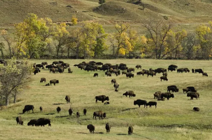 Framed Print : Bison Roundup, Custer State Park, Black Hills, South Dakota, USA Framed Print : Bison Roundup, Custer State Park, Black Hills, South Dakota, USA