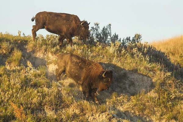 Bison running down embankment in Theodore Roosevelt National Park, North Dakota, USA