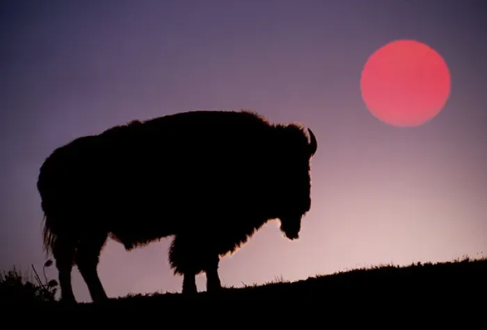 Framed Print : Bison silhouetted at sunrise, Bison bison, Yellowstone National Park, Wyoming Framed Print : Bison silhouetted at sunrise, Bison bison, Yellowstone National Park, Wyoming