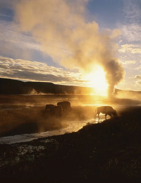 Bison silhouetted at sunrise as Old Faithful erupts, Upper Geyser Basin, Yellowstone National Park