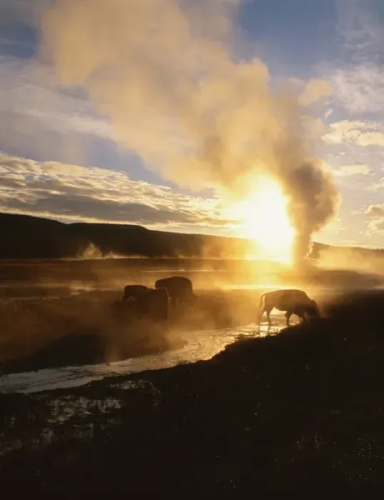 Framed Print : Bison silhouetted at sunrise as Old Faithful erupts, Upper Geyser Basin, Yellowstone National Park Framed Print : Bison silhouetted at sunrise as Old Faithful erupts, Upper Geyser Basin, Yellowstone National Park