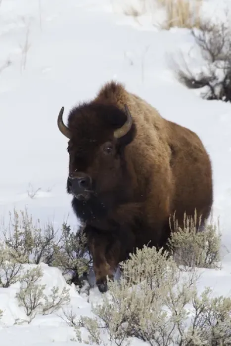 Framed Print : Bison Traveling through deep snow