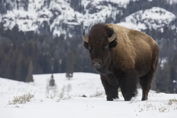 Framed Print : Bison winter bull Framed Print : Bison winter bull