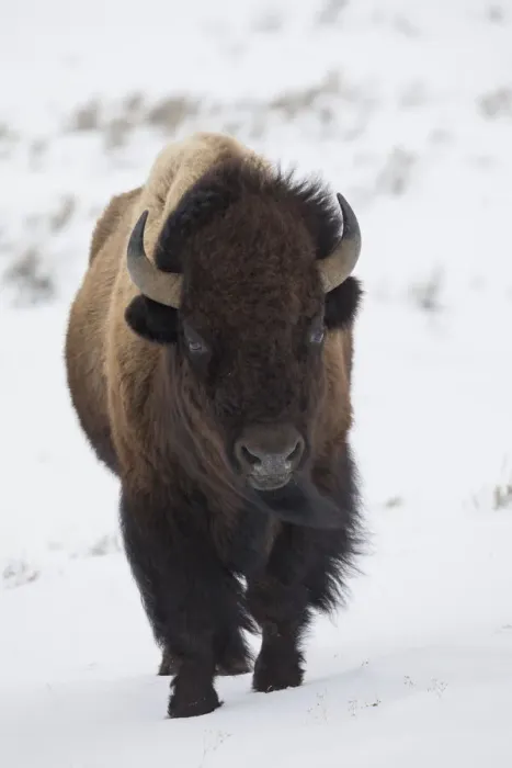 Framed Print : Bison winter bull Framed Print : Bison winter bull