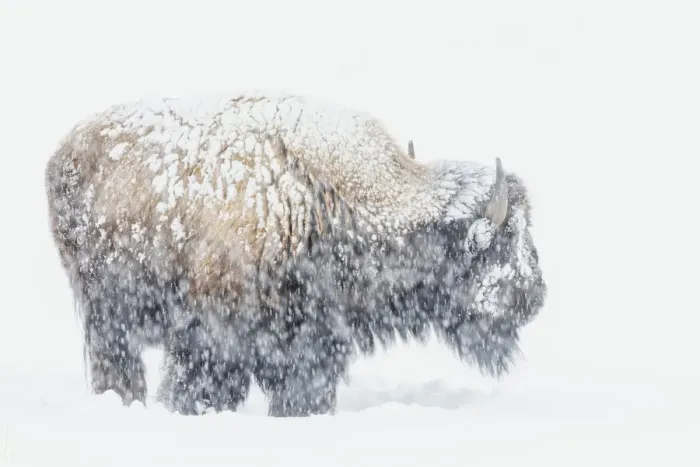 Framed Print : Bison, winter storm Framed Print : Bison, winter storm