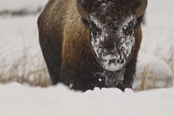 Bison in winter in Yellowstone National Park, Wyoming, USA