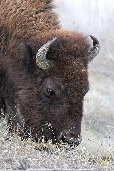 Bison, Yellowstone National Park, Montana  /  Wyoming