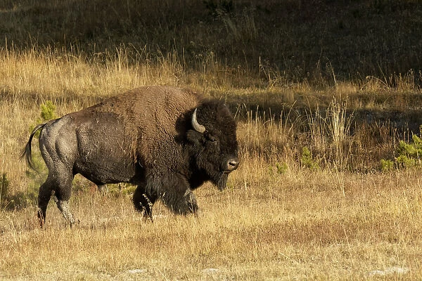 Bison, Yellowstone National Park, Montana  /  Wyoming