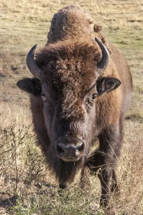 Framed Print : Bison. Yellowstone National Park Wyoming
