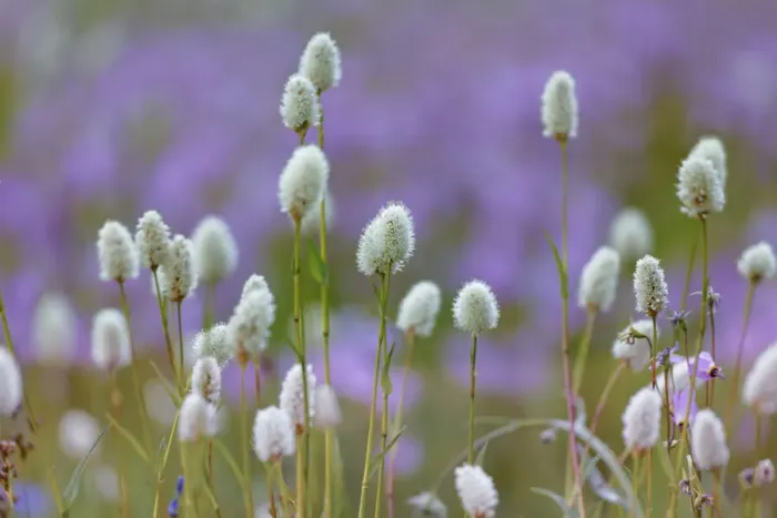 Framed Print : Bistort flowers. Tuolumne Meadows, Yosemite National Park, California
