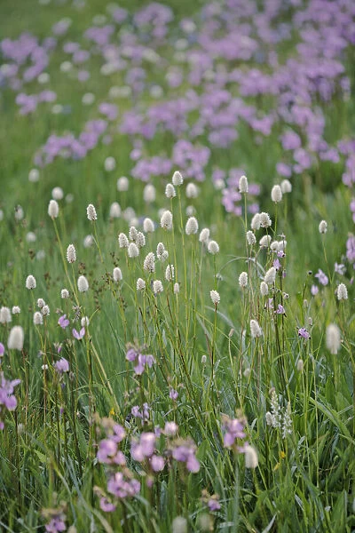 Bistort flowers. Tuolumne Meadows, Yosemite National Park, California
