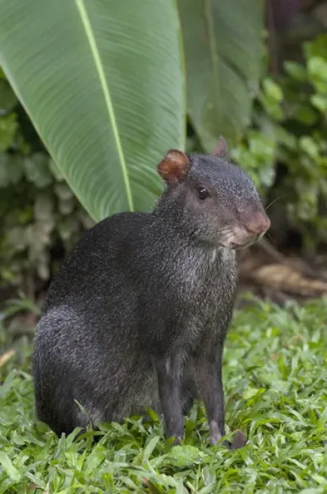 Framed Print : Black Agouti (Dasyprocta fuliginosa) Amazon Rain Forest. ECUADOR. South America Framed Print : Black Agouti (Dasyprocta fuliginosa) Amazon Rain Forest. ECUADOR. South America