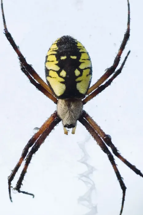 Framed Print : Black-and-yellow argiope, Argiope aurantia, Unionville, Ontario, Canada Framed Print : Black-and-yellow argiope, Argiope aurantia, Unionville, Ontario, Canada