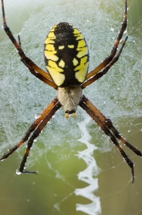 Framed Print : Black-and-yellow argiope, Argiope aurantia, Unionville, Ontario, Canada Framed Print : Black-and-yellow argiope, Argiope aurantia, Unionville, Ontario, Canada