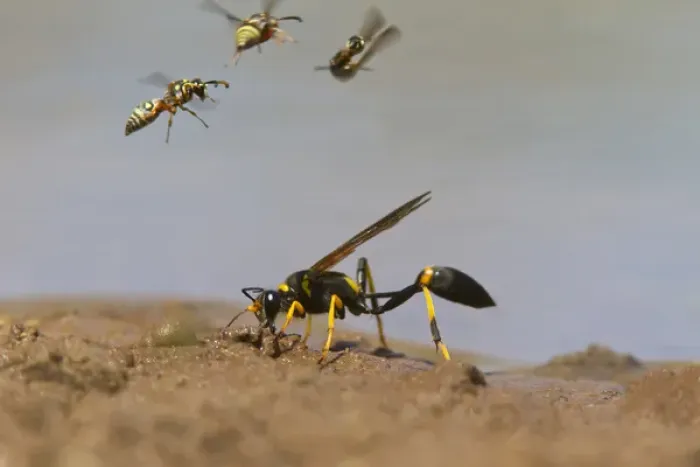 Framed Print : Black-And-Yellow Mud Dauber (Sceliphron coementarium) gathering mud balls for nest Framed Print : Black-And-Yellow Mud Dauber (Sceliphron coementarium) gathering mud balls for nest