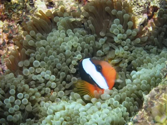 Framed Print : Black Anemonefish (Amphiprion melanopus) in Anemone, Agincourt Reef, Great Barrier Reef