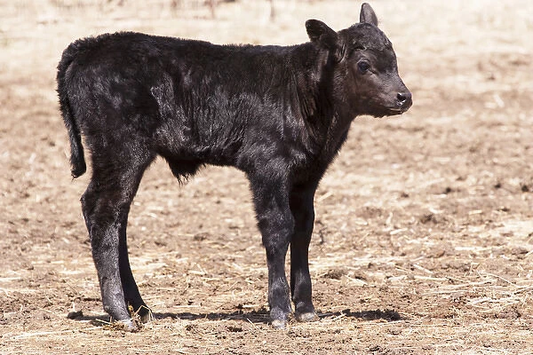 Black angus calf standing in pasture