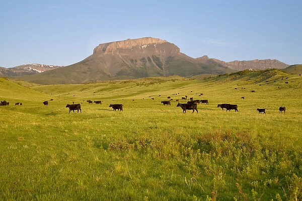 Black angus cattle graze in front of Ear Mountain on the Rocky Mountain Front of Montana