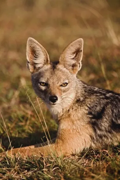 Framed Print : Black-backed Jackal, Canis mesomelas, Masai Mara, Kenya