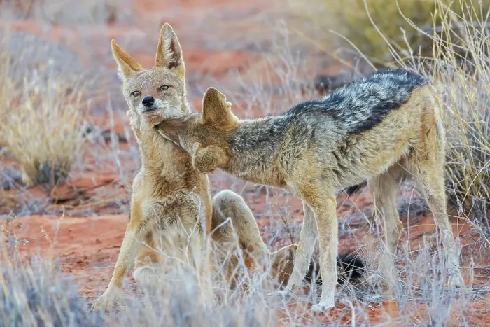 Framed Print : Black-backed jackal pair bonding in the Kalahari Desert of southern Africa