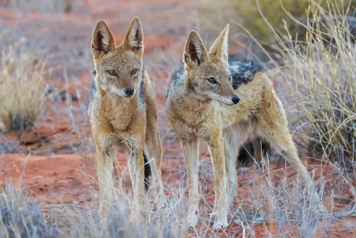 Framed Print : Black-backed jackal pair bonding in the Kalahari Desert of southern Africa