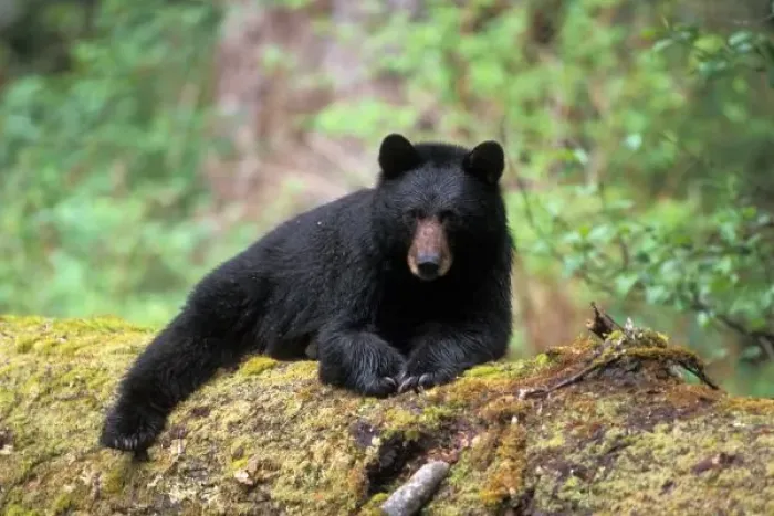 Framed Print : Black bear on an Framed Print : Black bear on an