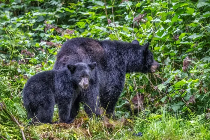 Framed Print : Black Bear adult and Cub, Anan Creek, Wrangell, Alaska, USA