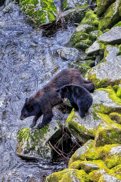 Black Bear adult and Cub, Anan Creek, Wrangell, Alaska, USA