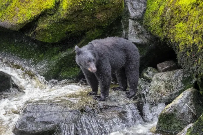 Framed Print : Black Bear, Anan Creek, Wrangell, Alaska, USA Framed Print : Black Bear, Anan Creek, Wrangell, Alaska, USA