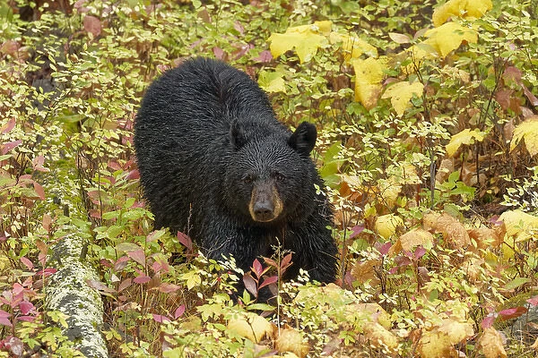 Black Bear in autumn foliage, Yellowstone National Park, Montana  /  Wyoming