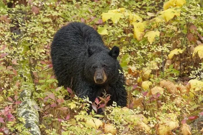 Framed Print : Black Bear in autumn foliage, Yellowstone National Park, Montana / Wyoming Framed Print : Black Bear in autumn foliage, Yellowstone National Park, Montana / Wyoming