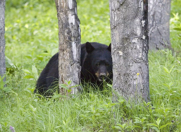 Black bear in Banff, Alberta, Canada
