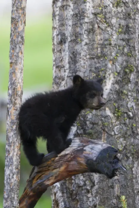 Framed Print : Black Bear Cub Framed Print : Black Bear Cub