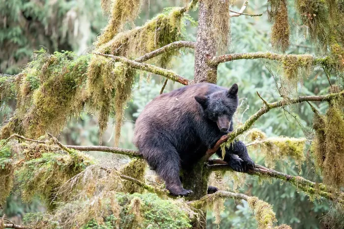 Framed Print : Black bear cub finds safety in a tree at Anan Creek Framed Print : Black bear cub finds safety in a tree at Anan Creek