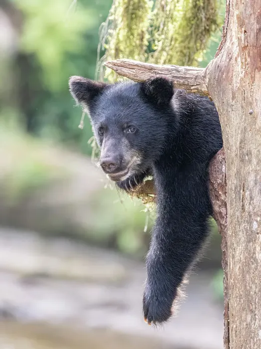 Framed Print : Black bear cub hangs out in a tree Framed Print : Black bear cub hangs out in a tree