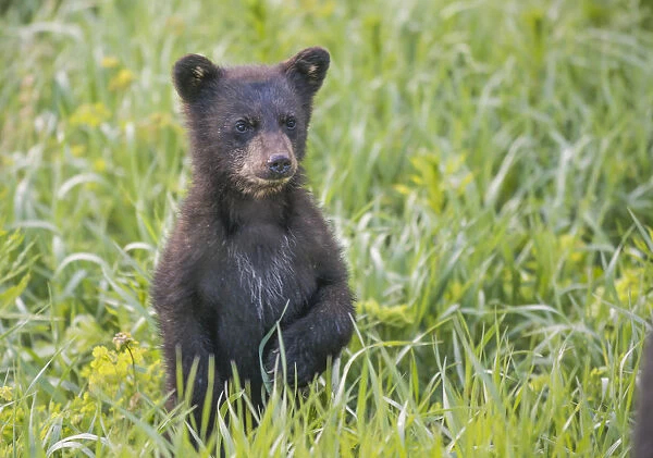 Black bear cub in spring