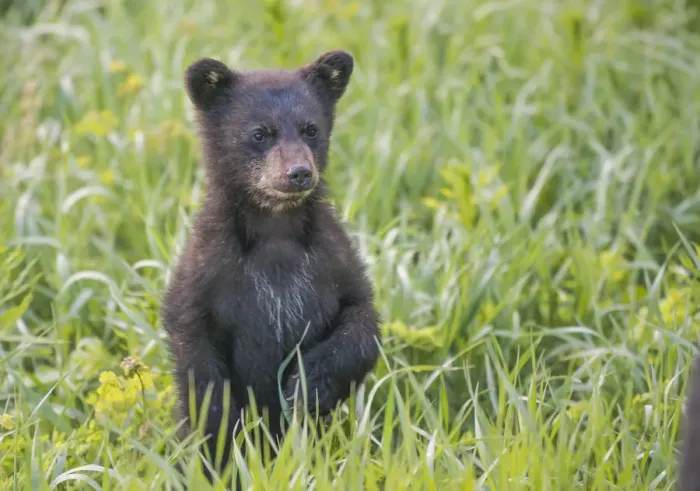 Framed Print : Black bear cub in spring
