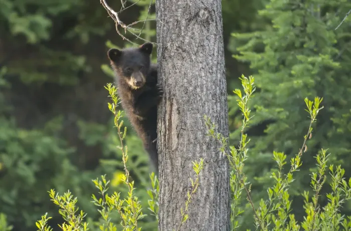 Framed Print : Black bear cub in tree Framed Print : Black bear cub in tree