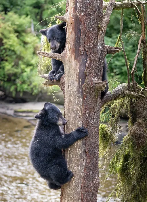 Framed Print : Black bear cubs climb a tree just for fun